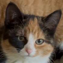 Thumbnail photo of Turkey #4