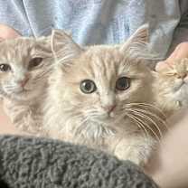 Thumbnail photo of Walnut #2