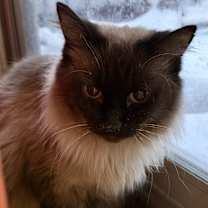 Thumbnail photo of Sammie #2