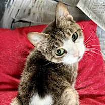 Thumbnail photo of Zuzu #3