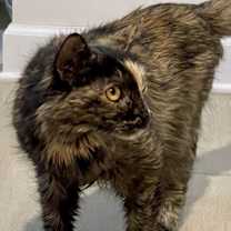 Thumbnail photo of Zetti #3