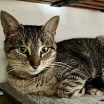 Thumbnail photo of Sierra #3