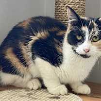 Thumbnail photo of Clementine #3