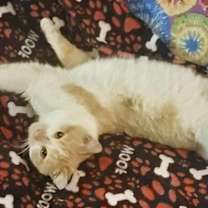 Thumbnail photo of Tigger #3