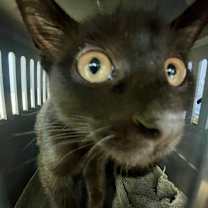 Thumbnail photo of Joseph #1