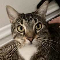 Thumbnail photo of Mazikeen #3