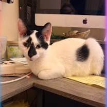 Thumbnail photo of Domino Bonded Pair with Sophie #1