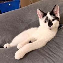 Thumbnail photo of Domino Bonded Pair with Sophie #2