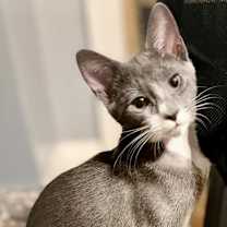 Thumbnail photo of Domino Bonded Pair with Sophie #3