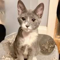 Thumbnail photo of Domino Bonded Pair with Sophie #4