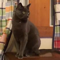 Thumbnail photo of Melvin #1