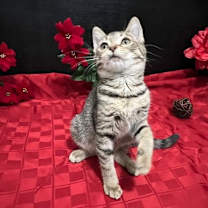 Thumbnail photo of Foxy #3