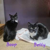 Thumbnail photo of Boop #2