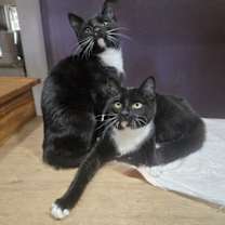 Thumbnail photo of Boop #4