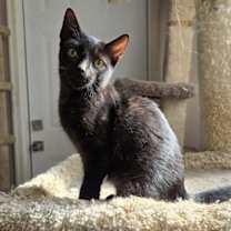 Thumbnail photo of The General #1