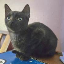 Thumbnail photo of The General #2