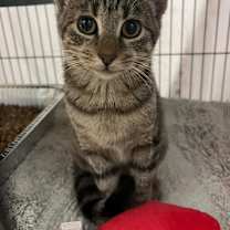 Thumbnail photo of SOL #2