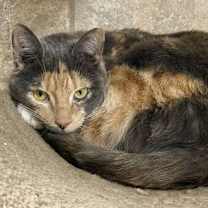 Thumbnail photo of Calzone #1