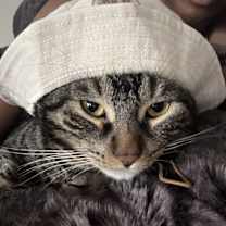 Thumbnail photo of Gabbana #3