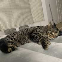 Thumbnail photo of Gabbana #4