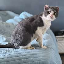 Thumbnail photo of Mitty #4