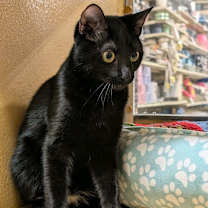 Thumbnail photo of Sidney #1