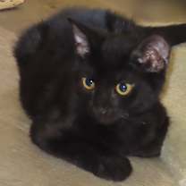 Thumbnail photo of Sidney #4