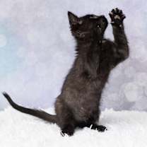 Thumbnail photo of Abracadabra #4