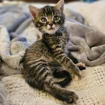 Thumbnail photo of Lavender #3