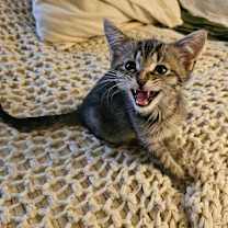 Thumbnail photo of Lavender #4