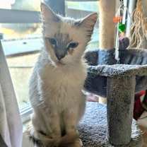 Thumbnail photo of Snowy #1