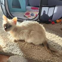 Thumbnail photo of Snowy #3