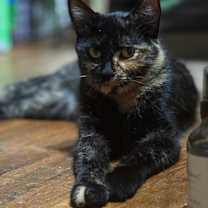 Thumbnail photo of Nosa #3