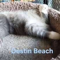 Thumbnail photo of Destin Beach #2