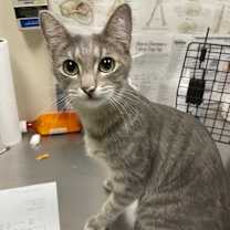 Thumbnail photo of Michu #1