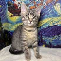 Thumbnail photo of Stuffing #1