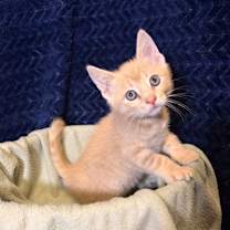 Thumbnail photo of Yam #3