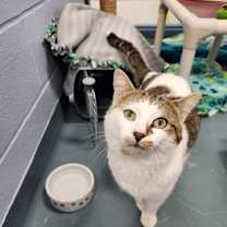 Thumbnail photo of Benny - Kitchener #1