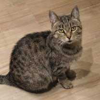 Thumbnail photo of Soraya #1