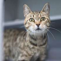 Thumbnail photo of Soraya #2