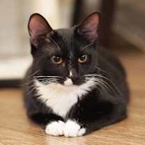 Thumbnail photo of Muffin #2