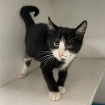 Thumbnail photo of FRITA #1