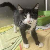 Thumbnail photo of FRITA #3