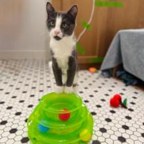 Thumbnail photo of Glenda - Available in Foster #2