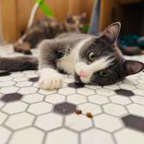 Thumbnail photo of Glenda - Available in Foster #3