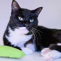 Thumbnail photo of Henry #1