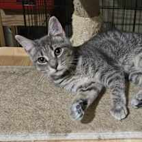 Thumbnail photo of Carolina #2