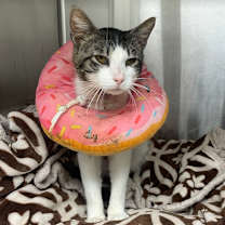 Thumbnail photo of Piglet  #1