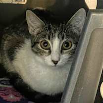 Thumbnail photo of Juniper #3