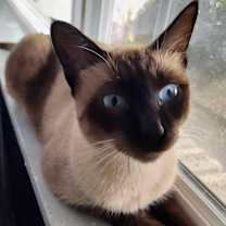 Thumbnail photo of Iced Mocha #3